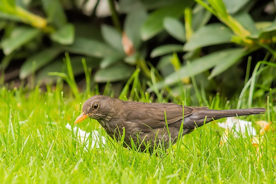Amsel bei der Futtersuche